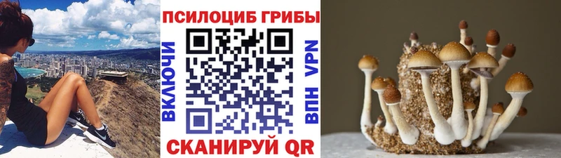 Купить закладки  Малая Вишера  Псилоцибиновые грибы GOLDEN TEACHER 